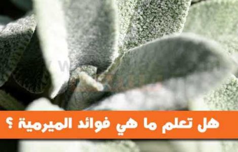 هل تعلم ما هي فوائد الميرمية او المرامية