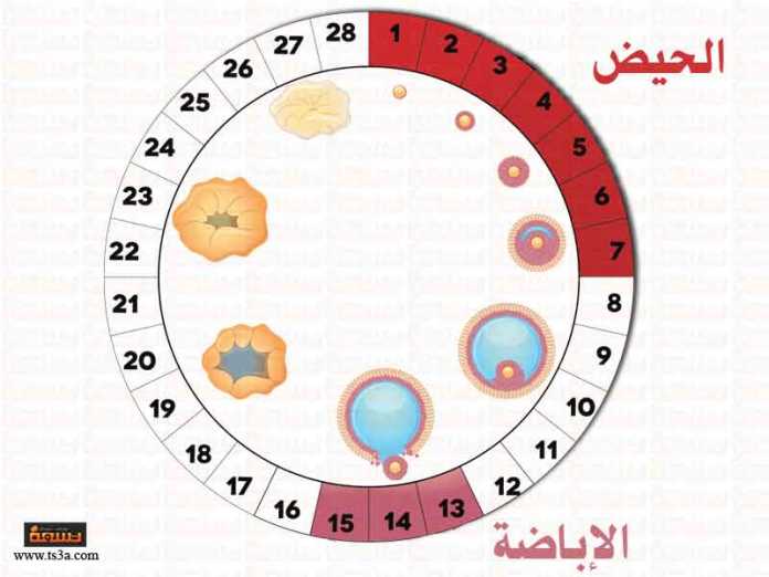 دعاء للحمل بتوأم ذكور